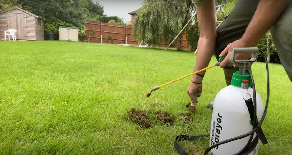 How to Get Rid of Lawn Ants: Effective Strategies Revealed - Lawnvibe