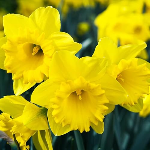 Best Bulbs for Borders