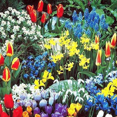 Best Bulbs for Perennial Garden