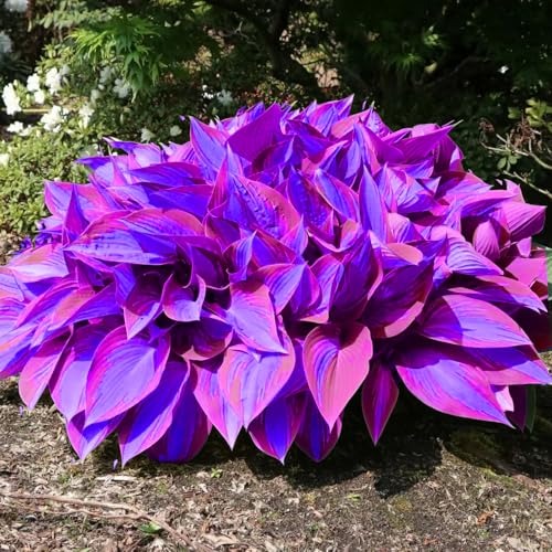 Best Bulbs for Shade Garden
