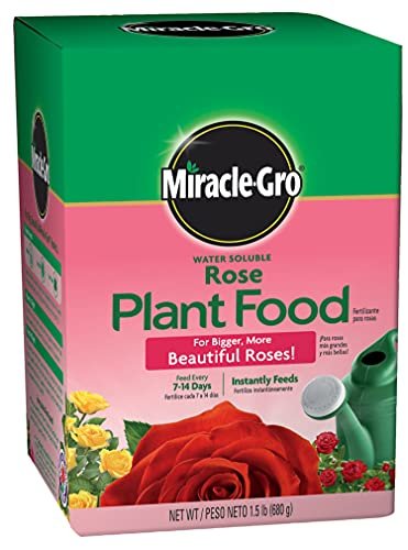 Best Fertilizers for Roses
