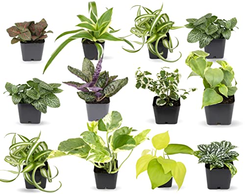 Best Plants for Beginners