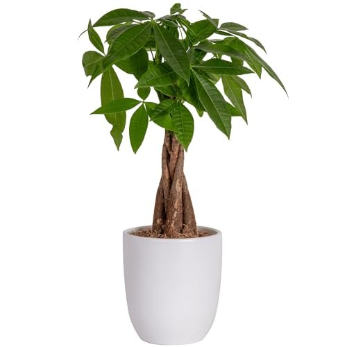 Best Plants for Office Desk