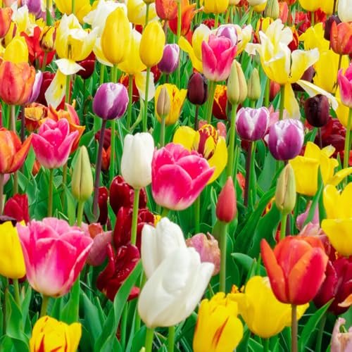 Best Bulbs for Container Garden