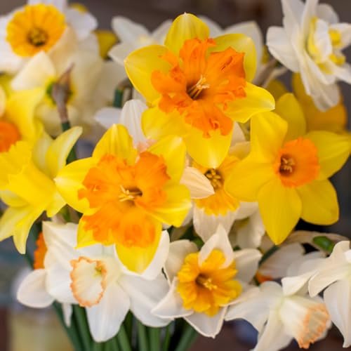 Best Bulbs for Deer Resistance