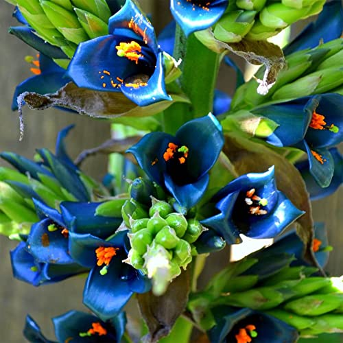 Best Bulbs for Exotic Flowers