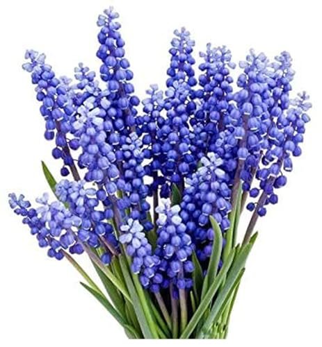 Best Bulbs for Indoor Forcing