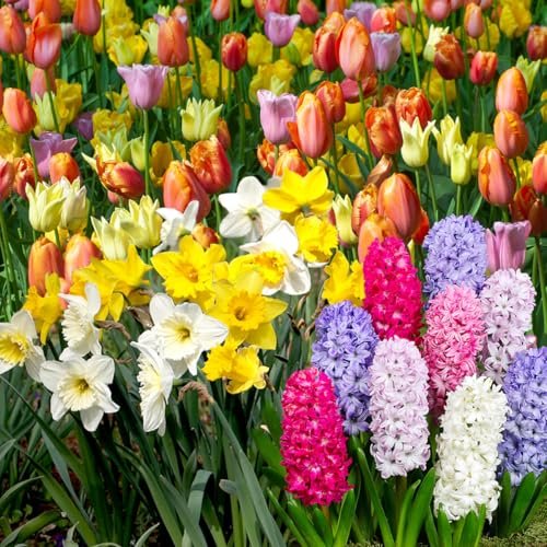 Best Bulbs for Late Spring