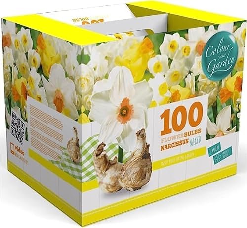 Best Bulbs for Late Winter