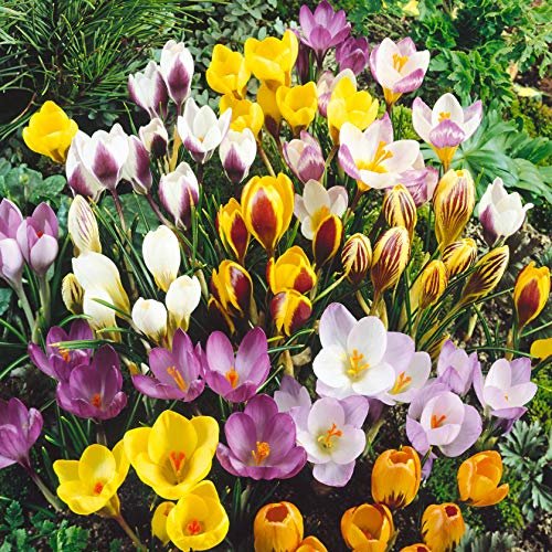 Best Bulbs for Winter Bloom