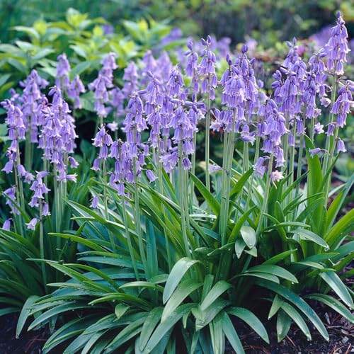 Best Bulbs for Woodland Garden