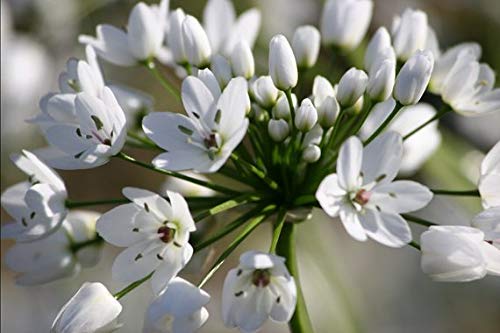 Best Bulbs for Zone 5
