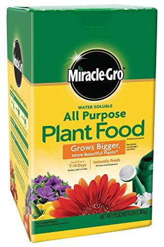Best Fertilizers for Indoor Flowering Shrubs