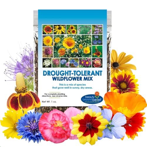 Best Overseeders for Drought Resistance