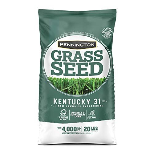 Best Overseeders for Fescue