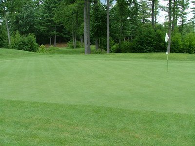 Best Overseeders for Golf Greens