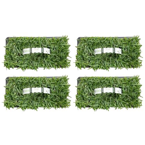 Best Overseeders for St. Augustine Grass