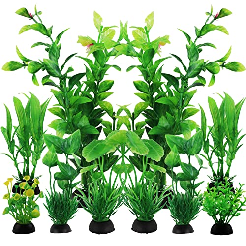 Best Plants for Aquariums
