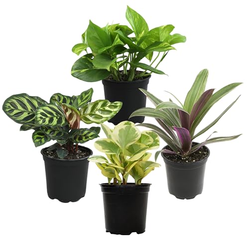 Best Plants for Bedroom