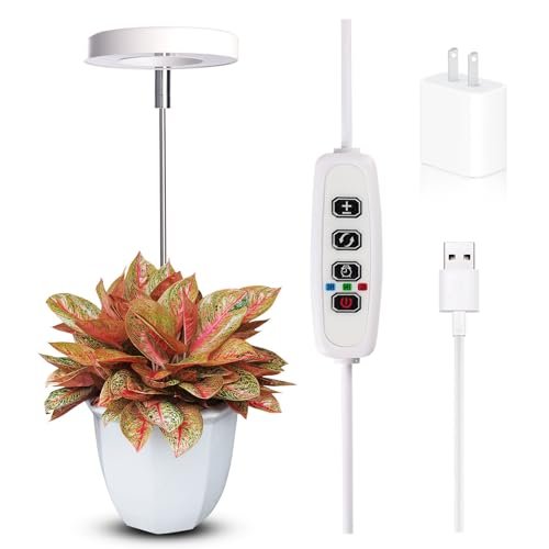 Best Plants for Bright Indirect Light