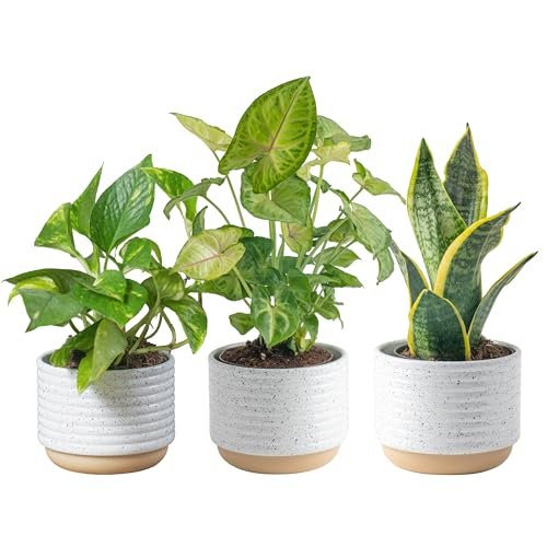 Best Plants for Clean Air in Bedroom