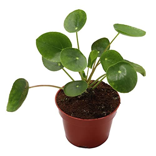 Best Plants for Feng Shui Wealth