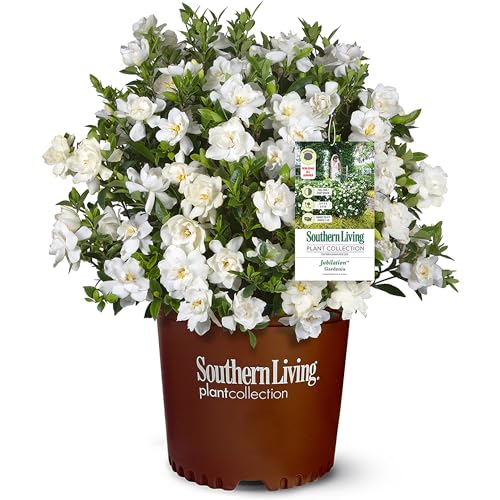 Best Plants for Fragrance