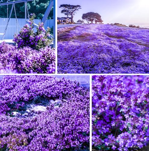 Best Plants for Ground Cover