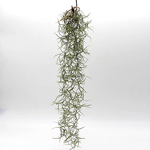 Best Plants for Home Decor