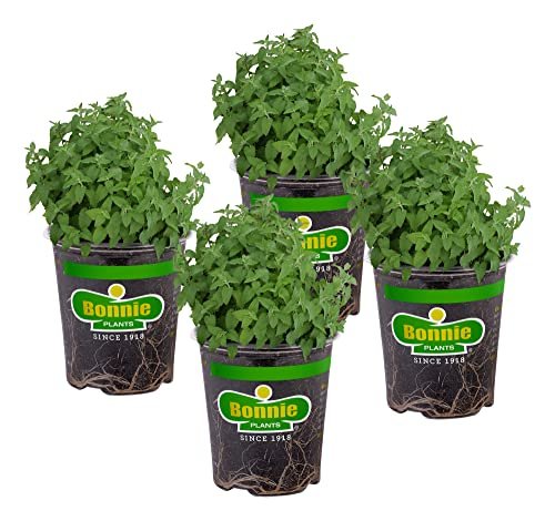 Best Plants for Pets