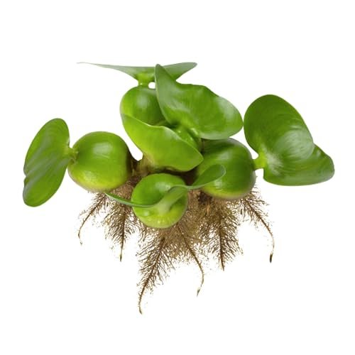 Best Plants for Ponds