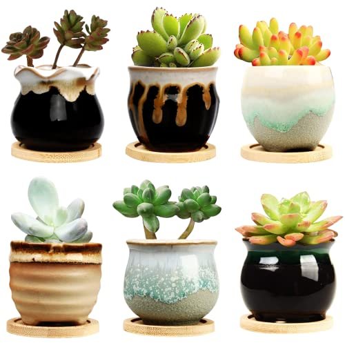 Best Plants for Small Pots