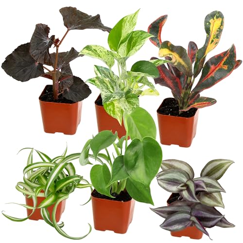 Best Plants for Stress Relief