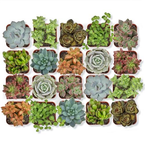 Best Plants for Succulent Gardens