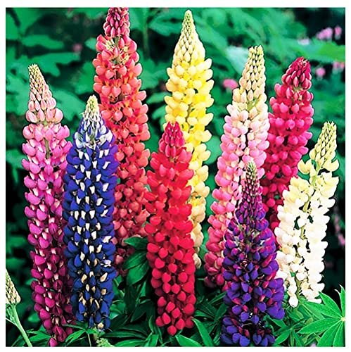 Best Plants for Winter Gardens
