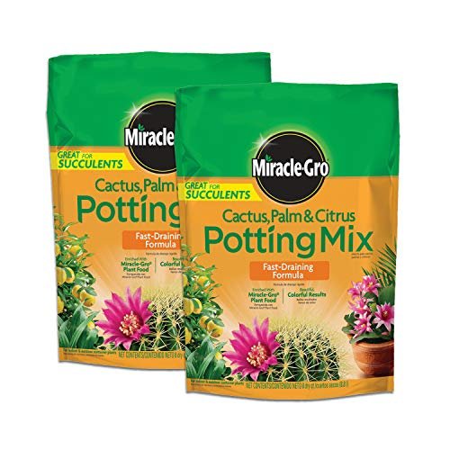Best Potting Mix for Palms