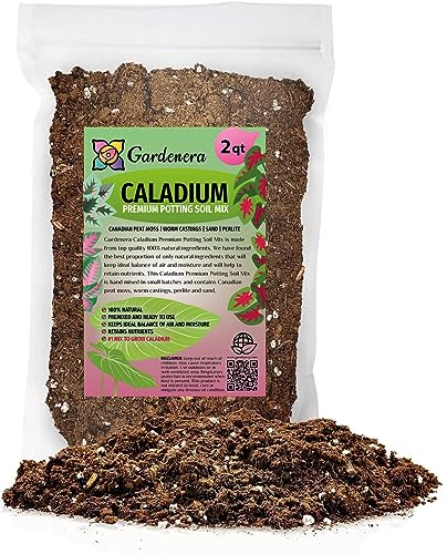Best Potting Soil for Caladium
