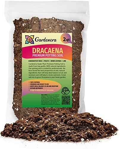 Best Potting Soil for Dracaena