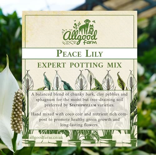 Best Potting Soil for Lilies