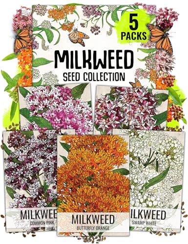 Best Seeds for Butterfly Garden