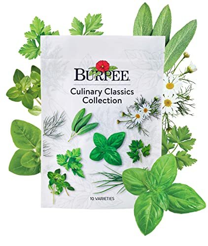 Best Seeds for Culinary Herbs