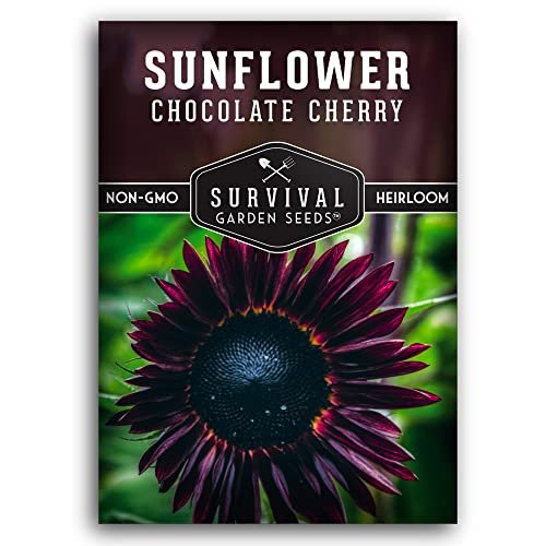 Best Seeds for Full Sun