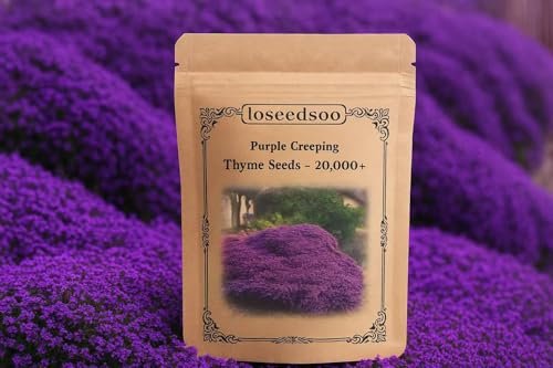 Best Seeds for Ground Cover