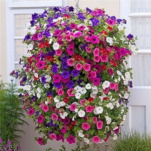 Best Seeds for Hanging Baskets