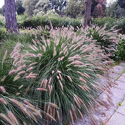 Best Seeds for Ornamental Grasses
