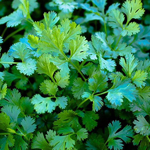 Best Seeds for Slow Growth