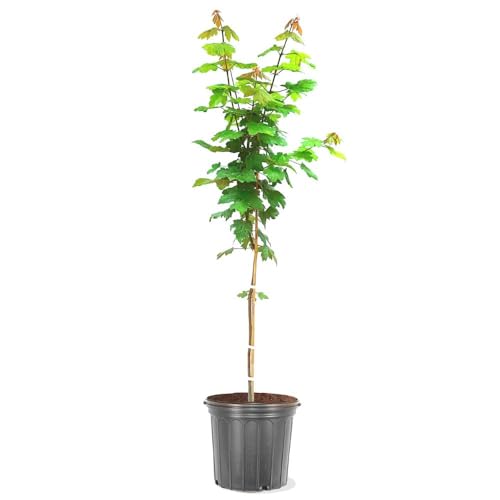 Best Trees for Autumn Foliage
