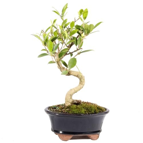 Best Trees for Bonsai Beginners