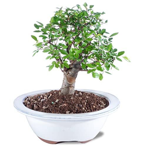 Best Trees for Bonsai Enthusiasts