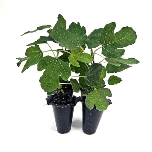 Best Trees for Cold Climates